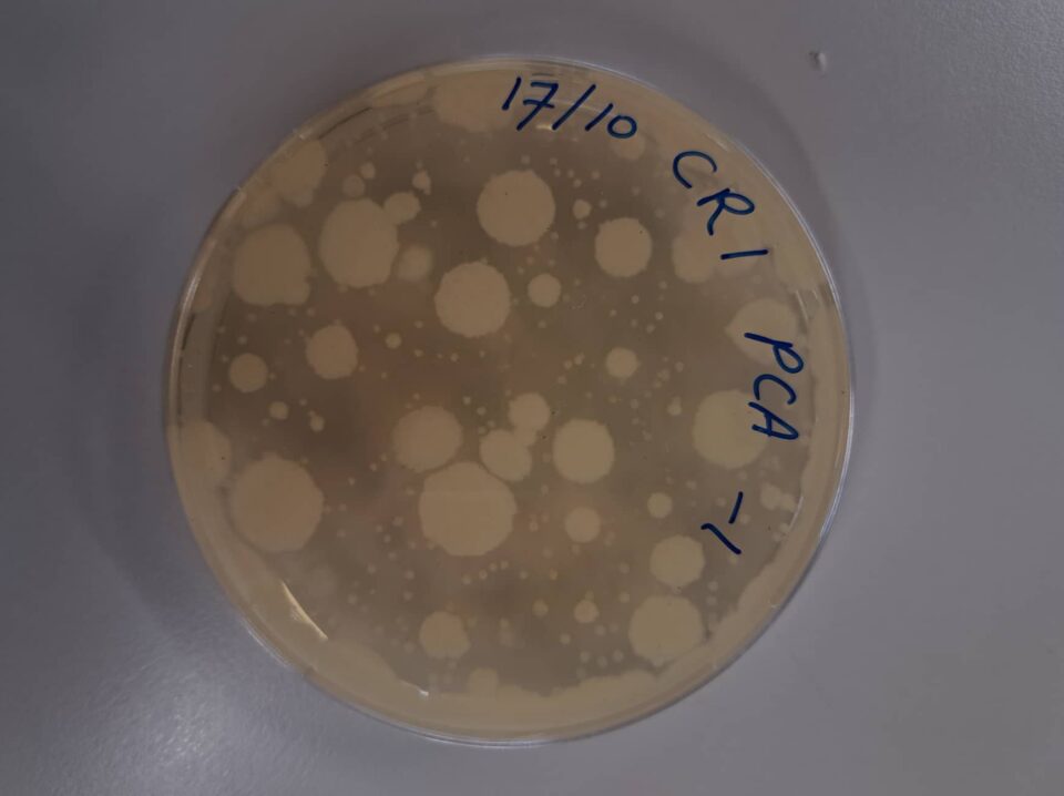 Petri dish with soil bacteria grown on coffee